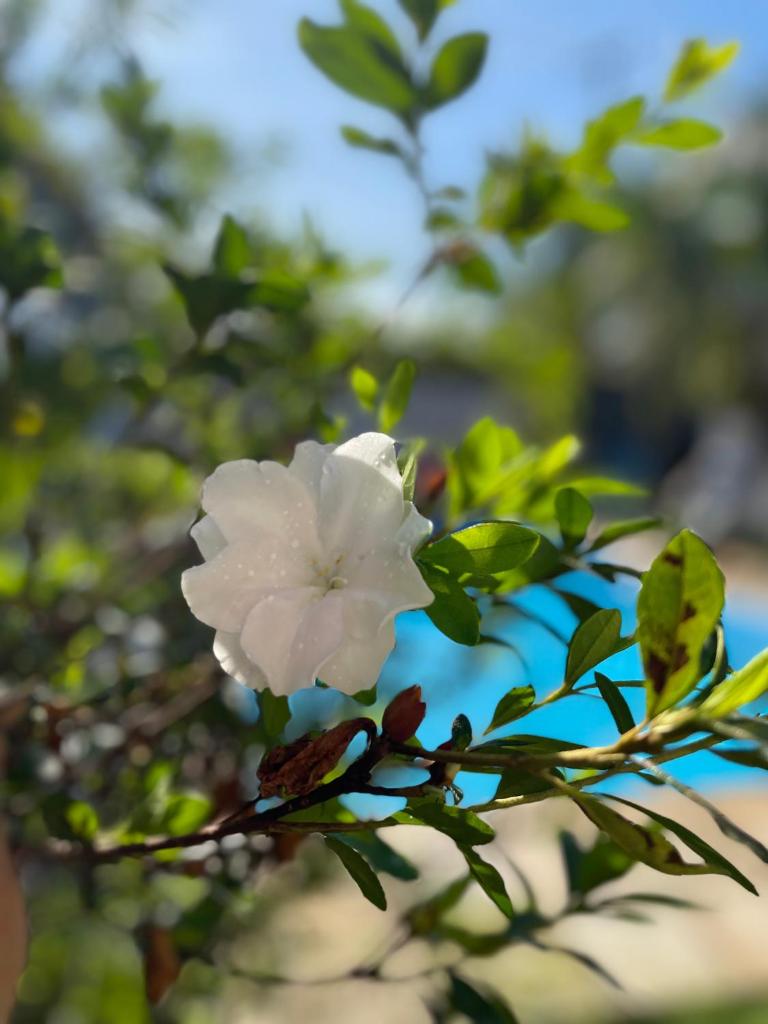 Pousada Jardins Paraty photo 1