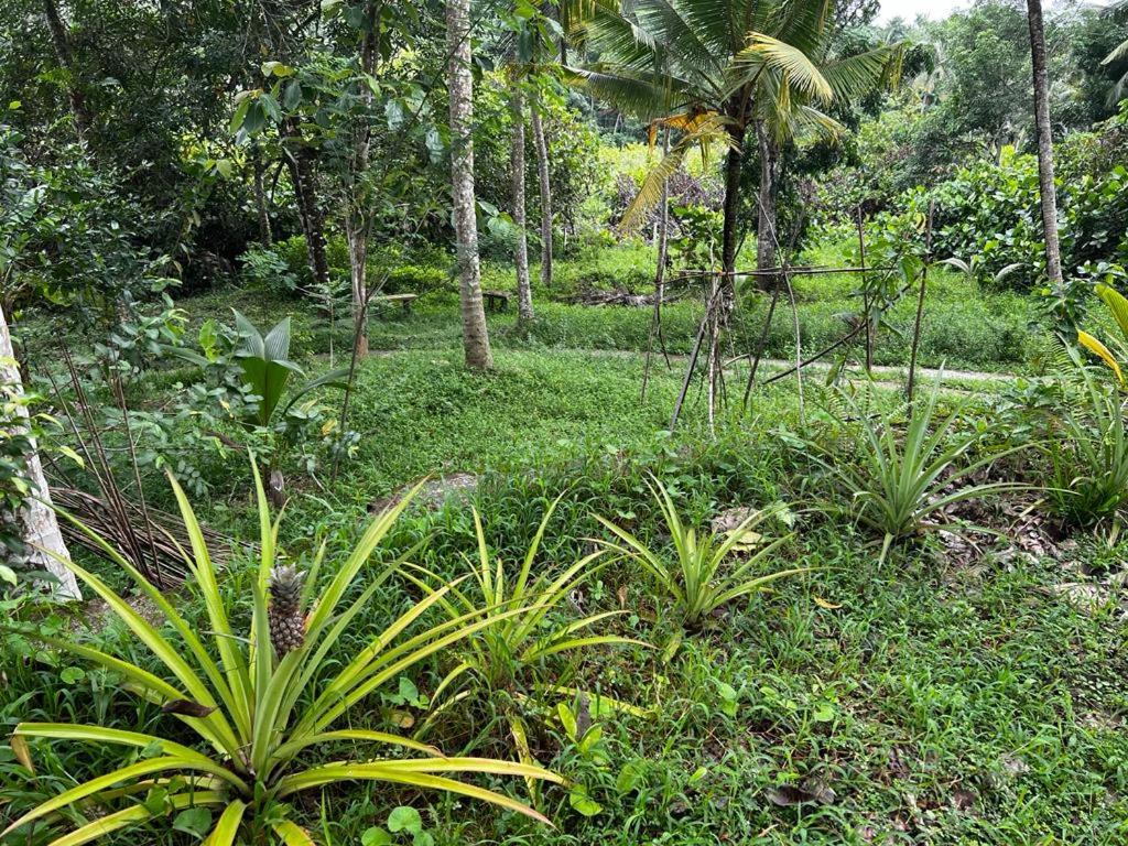 Vegan Nature Resort photo 3