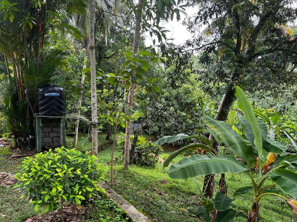 Vegan Nature Resort photo 4