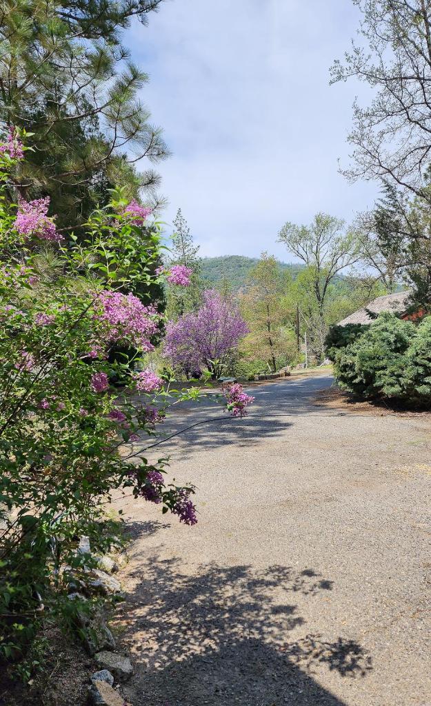 Yosemite Mountain Retreat photo 3