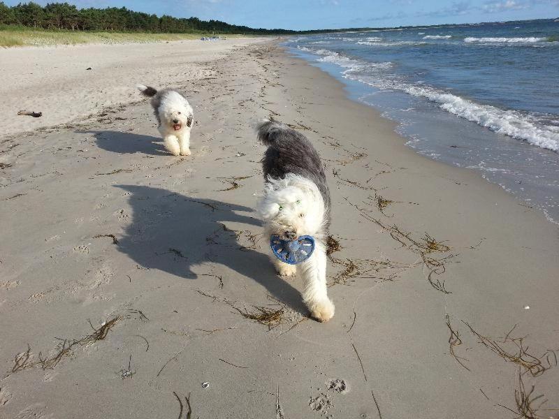 Ferienhaus-Seehund photo 1