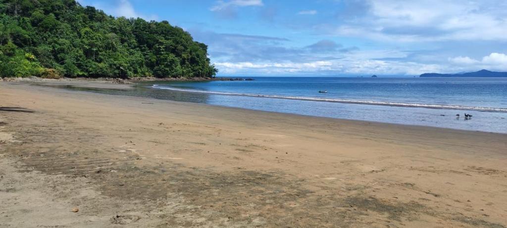 Las palmeras photo 4