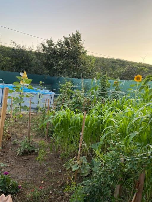 Doğa içinde günlük havuzlu kiralık tinyhause photo 2