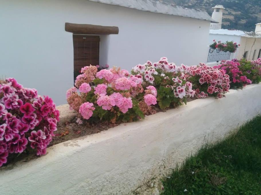 Casa Las Alacenas, Bubión (La Alpujarra, Granada) photo 4
