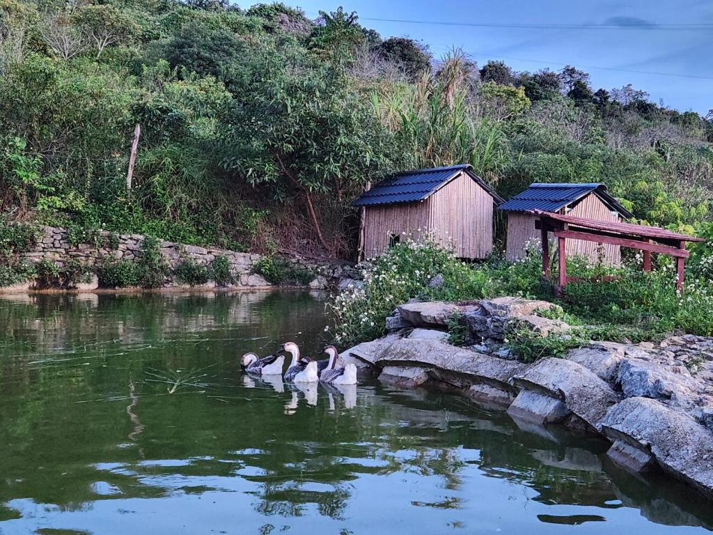 Mộc Châu Peachy Garden photo 4