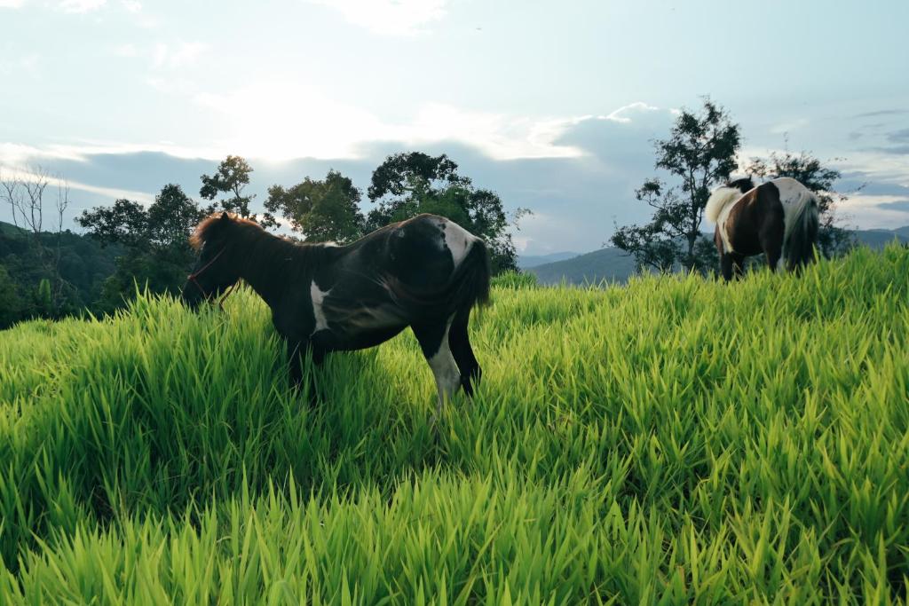 Mon Hmong photo 1