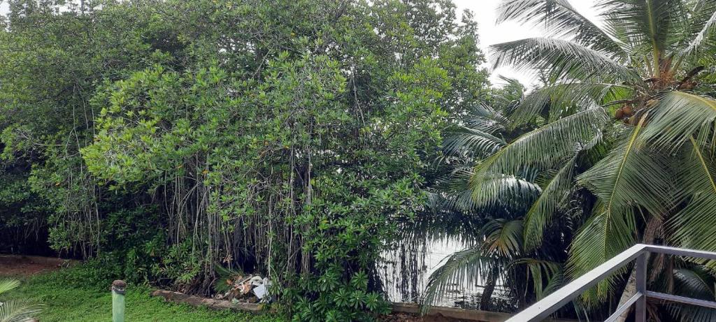 River Apartment Mangrove Bentota photo 4