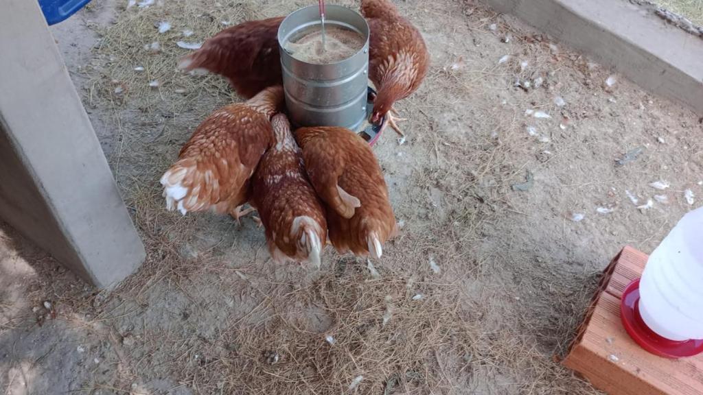 Biju's Little Farm photo 4