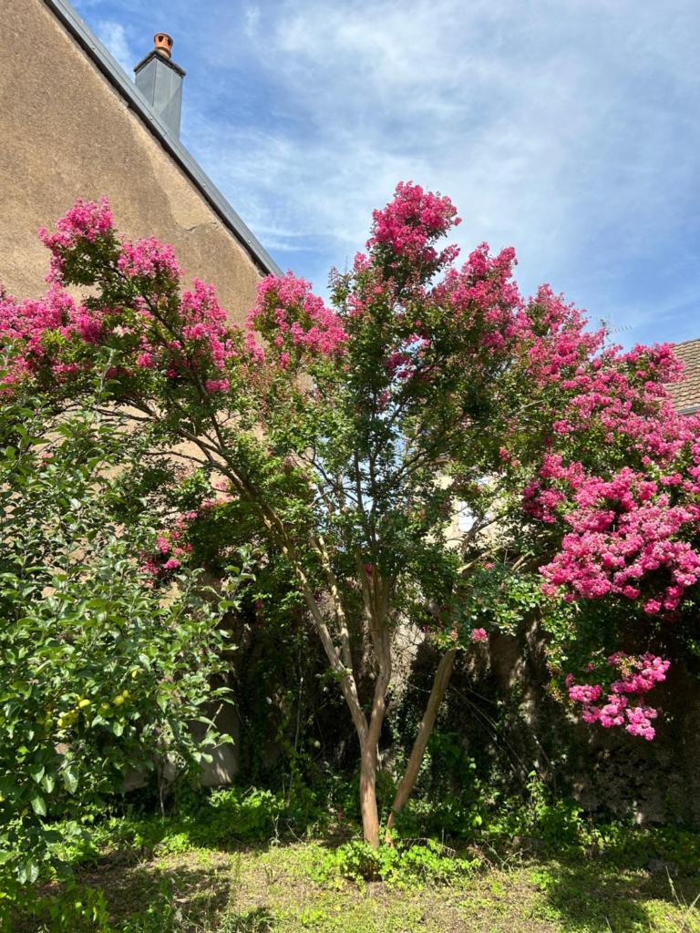 Le Rosier photo 1