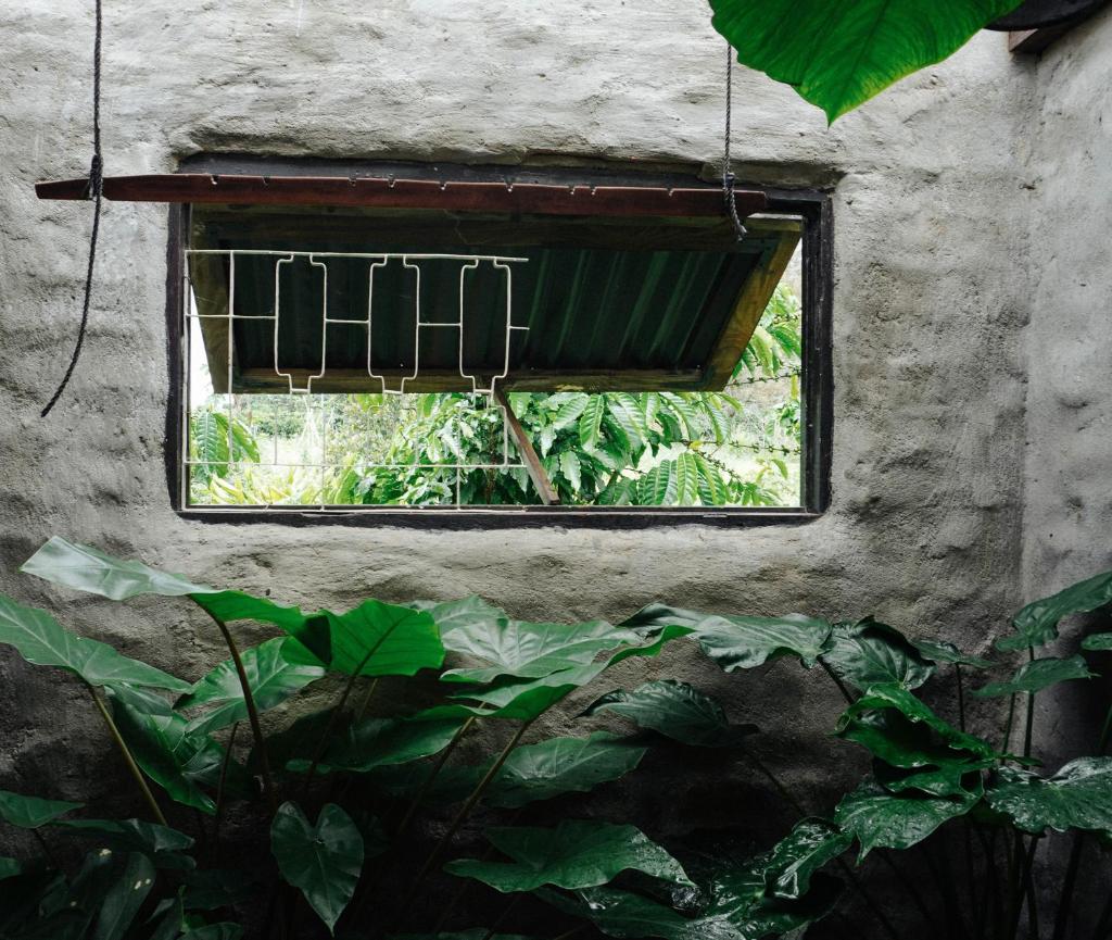 Ivy Coffee Farm - Garden House photo 4
