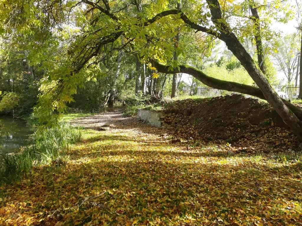 chalet en bord de rivière (saône) photo 3