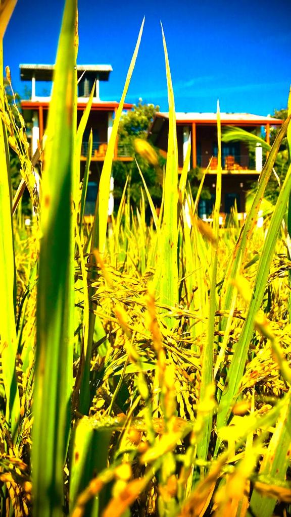 Darshani Lodge photo 4