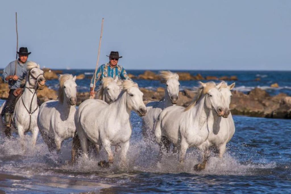 Portes de la camargue photo 2