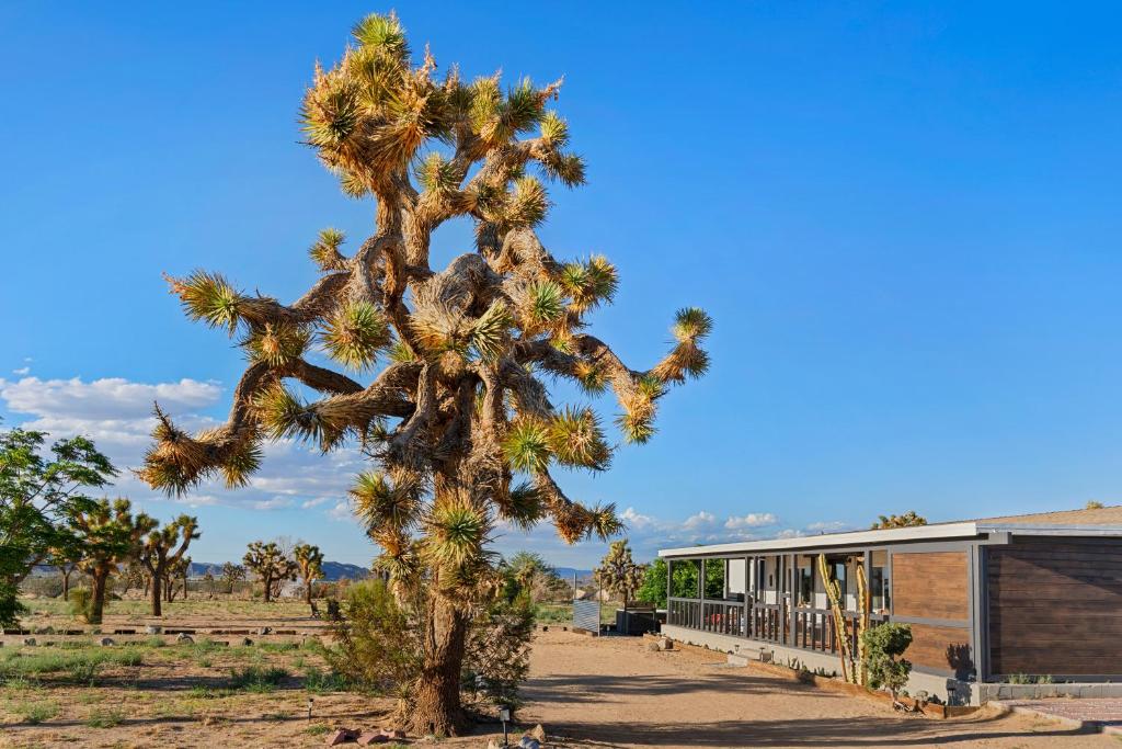 Joshua Tree Sunrises and Sunsets, Hot tub, Star Gazing, Pet Friendly photo 1