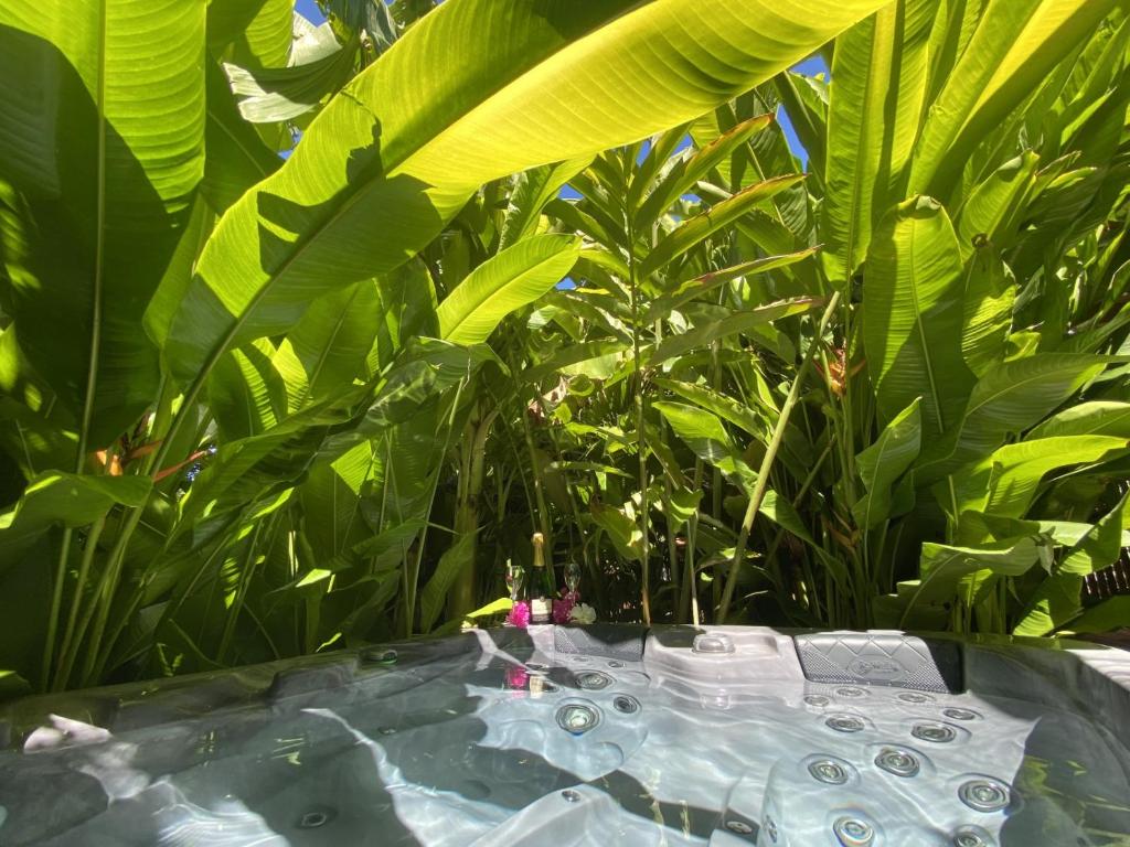 Kaz ananas, spa privatif ,plage du Helleux photo 2