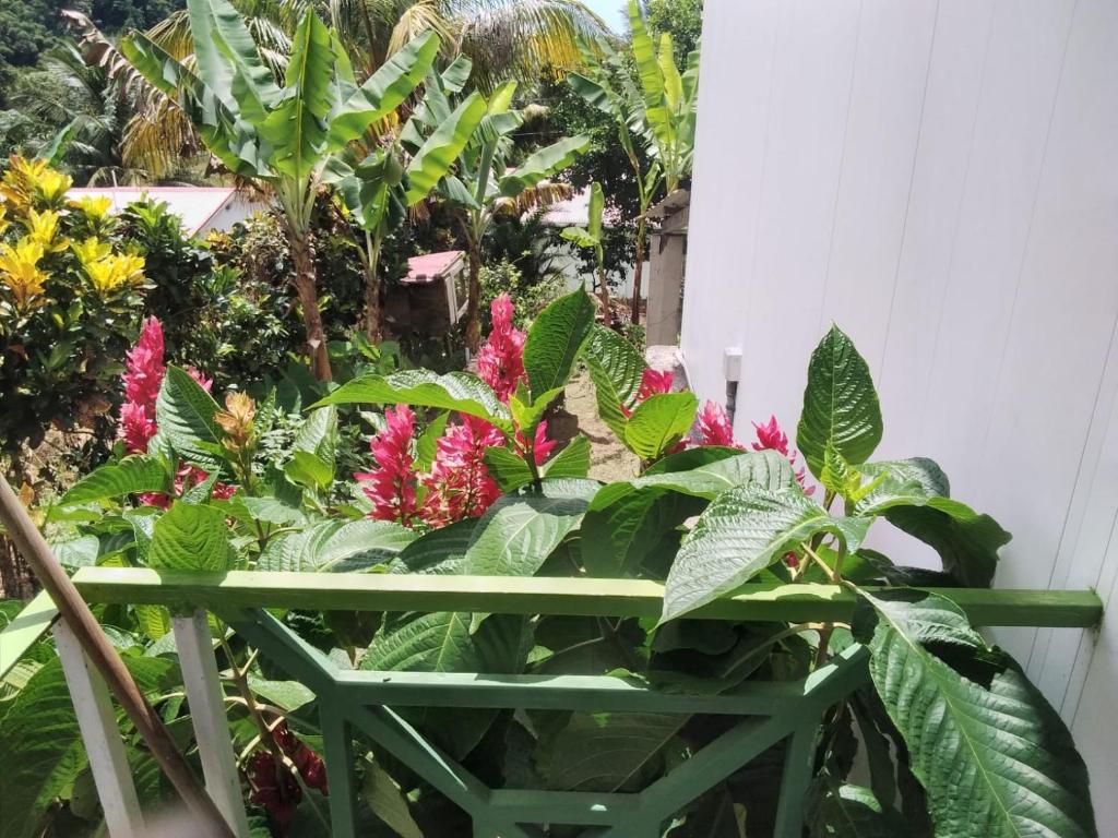 Ian Creole Garaden Cottages photo 4
