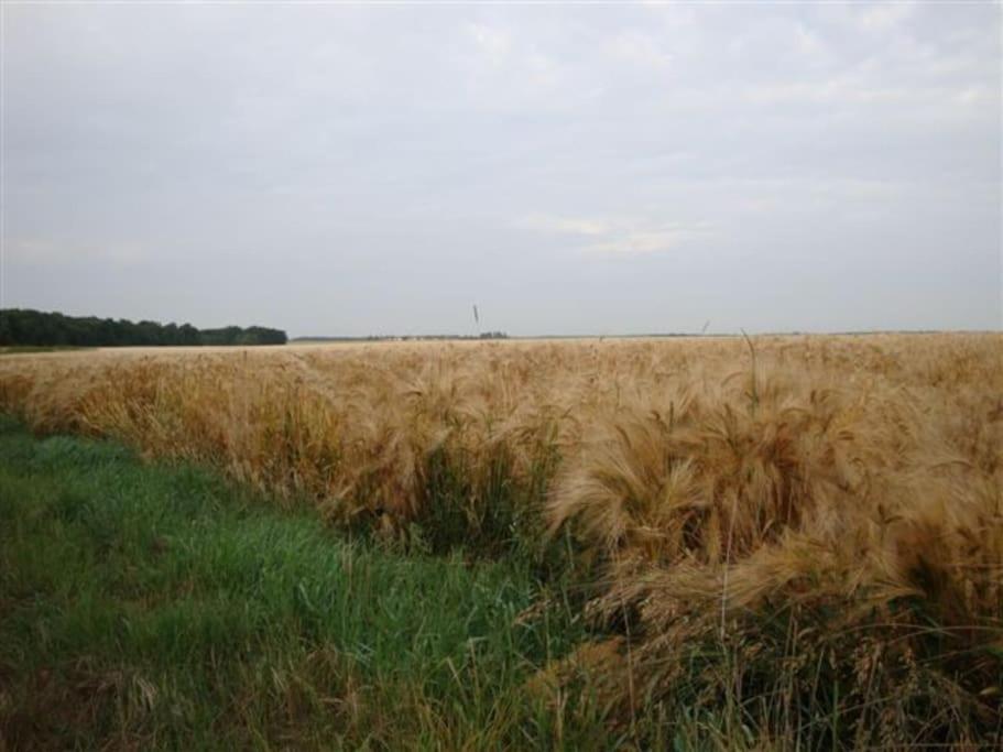 La ferme du Petit Chavernay photo 1