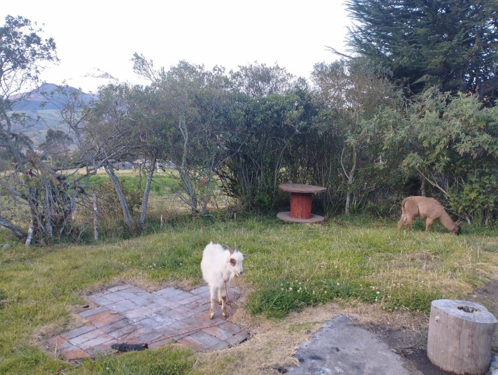 Tayta Leo Lodge photo 2