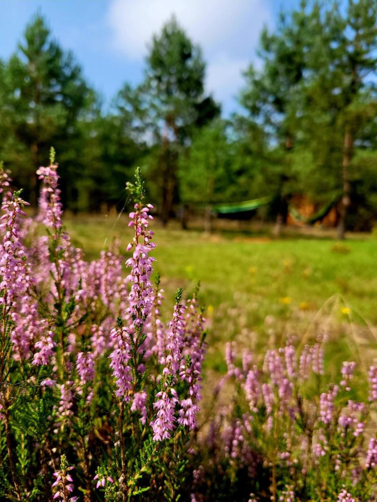 Borsk Sielanka photo 2