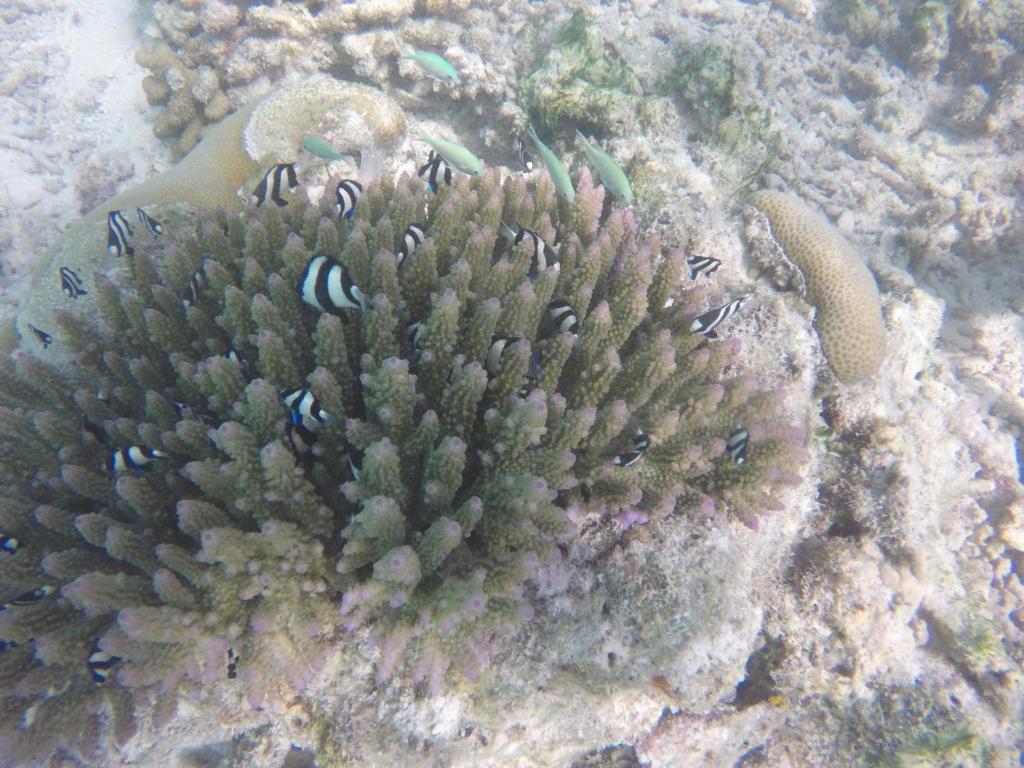 Kaafu Inn Guraidhoo photo 2