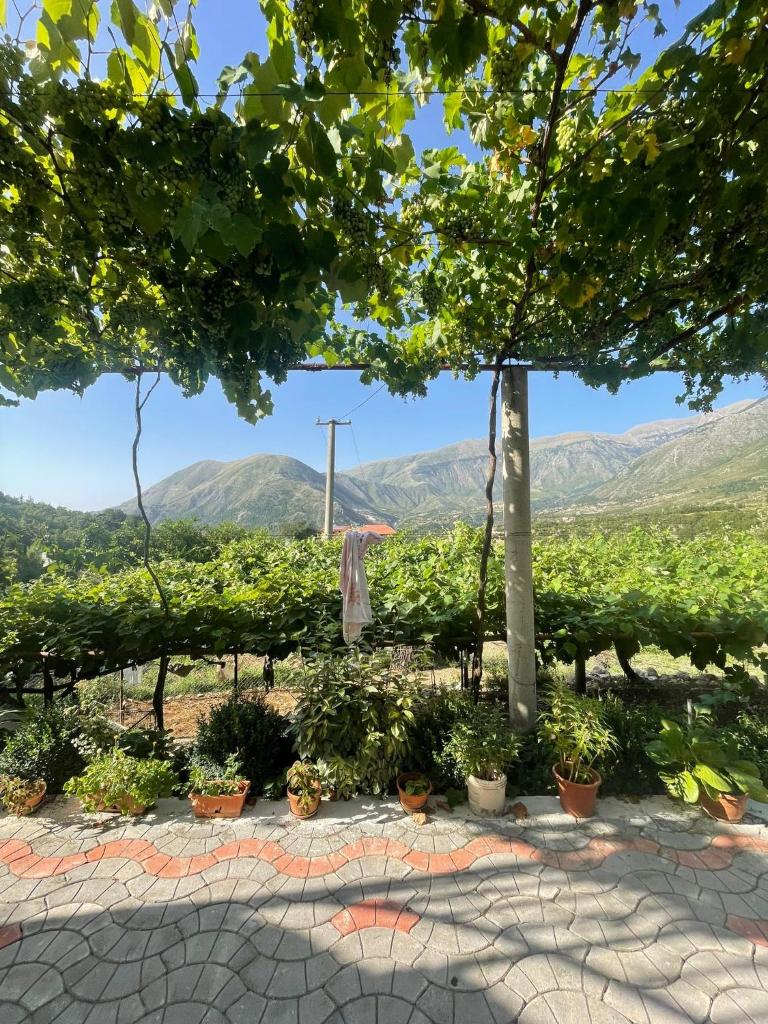 Appartament Dukat Albania