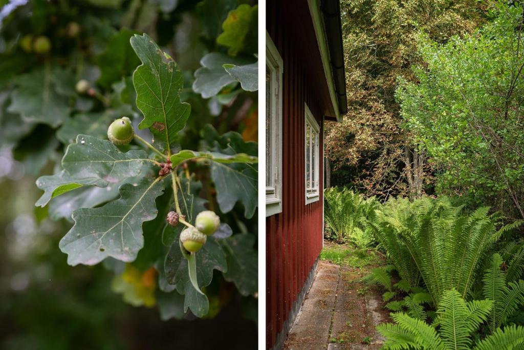 Nice cottage outside Hassleholm photo 4