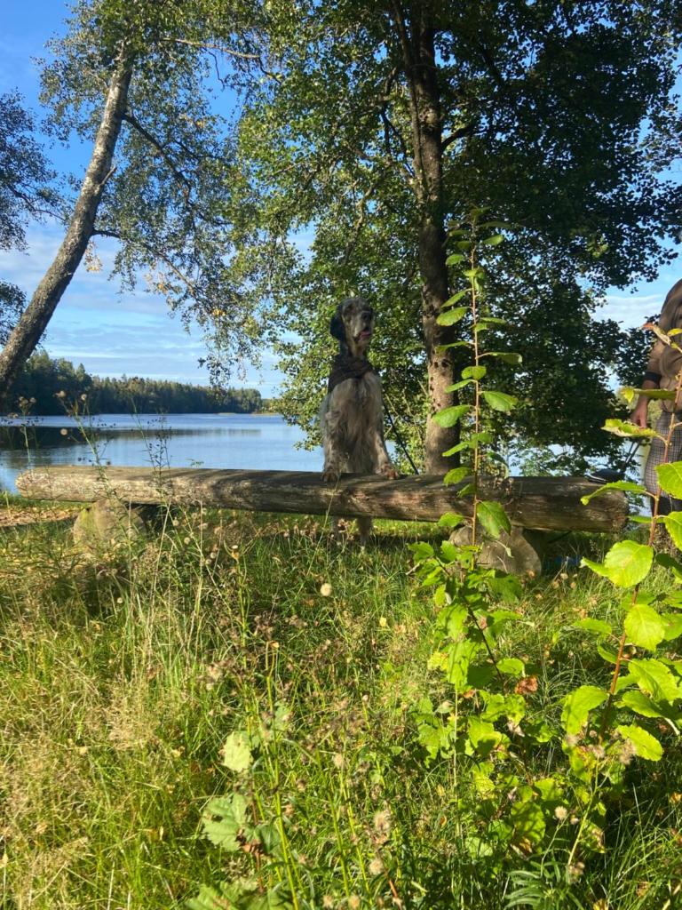 Åvillan - River house photo 1
