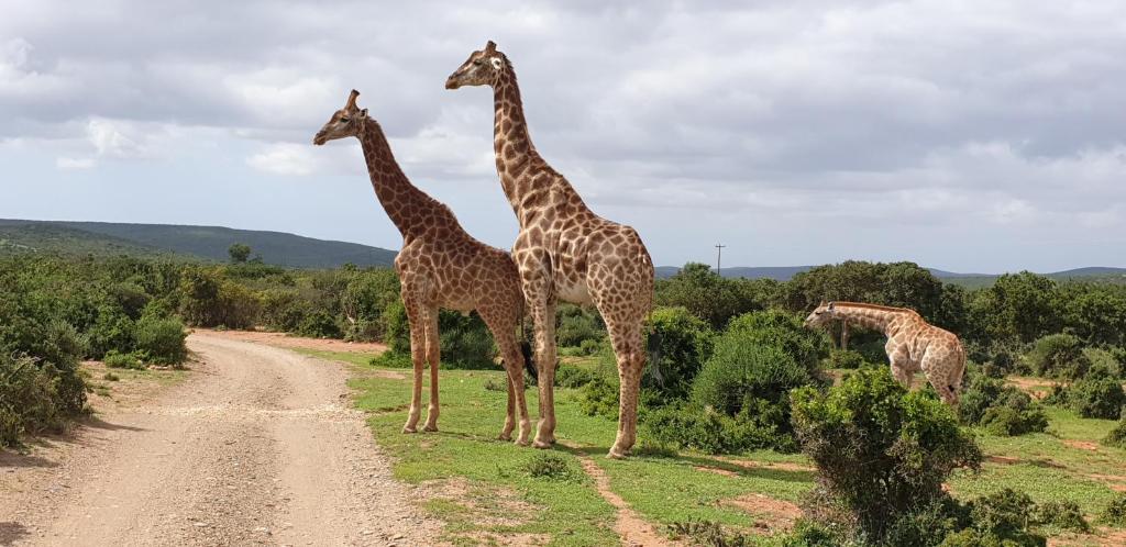 Valley Bushveld Country Lodge photo 1