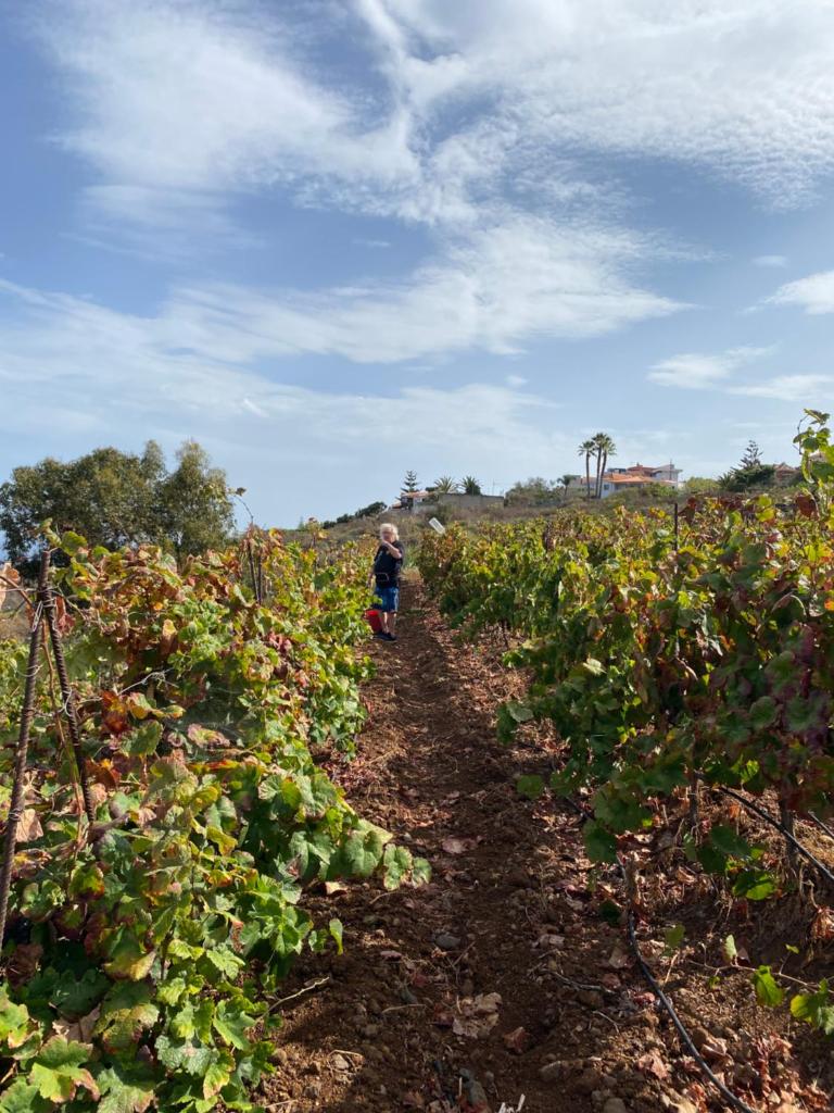 Finca Angelus Apartment Syrah with Amazing Views photo 3