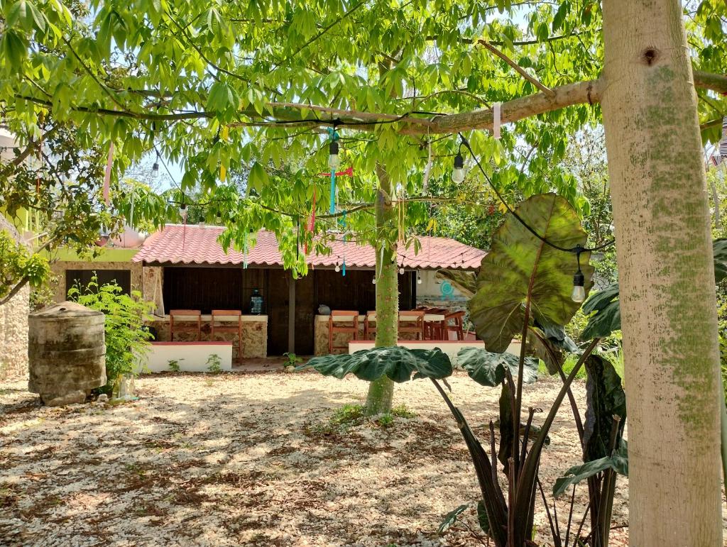 Casa Maya Toh - Alberca - Wifi Starlink -Tour Sostenibilidad photo 4