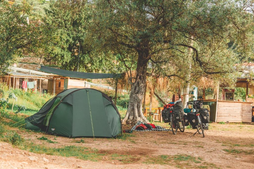 Olive Camping photo 4