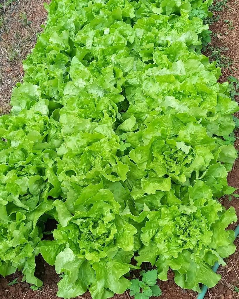 Pousada Recanto das Hortênsias photo 4