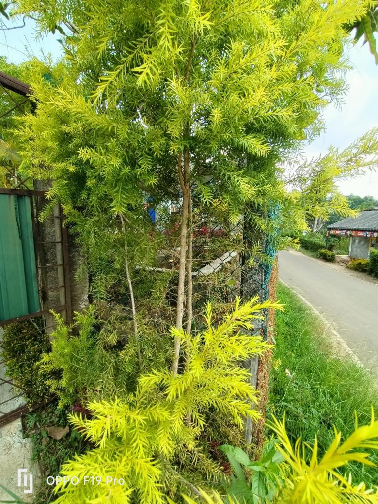 Residence green view photo 4