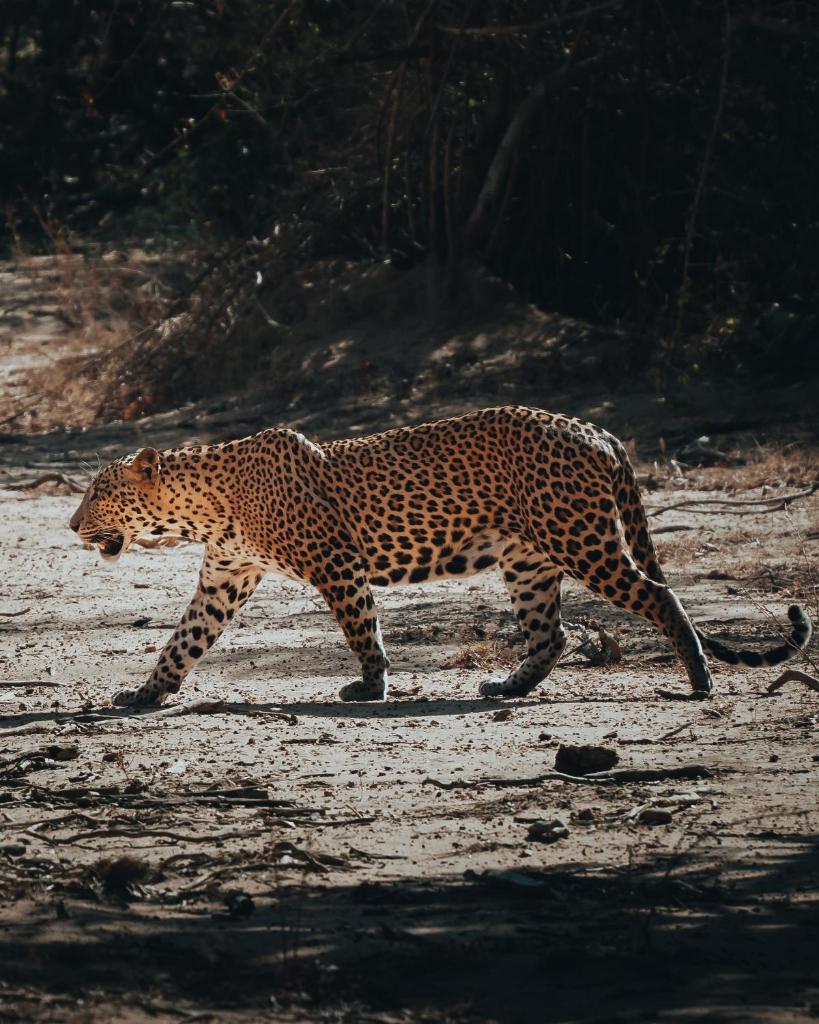 Wild Trails Yala by Suri photo 3