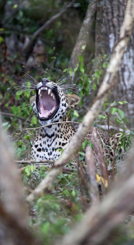 Life of Leisure Wilpattu photo 1