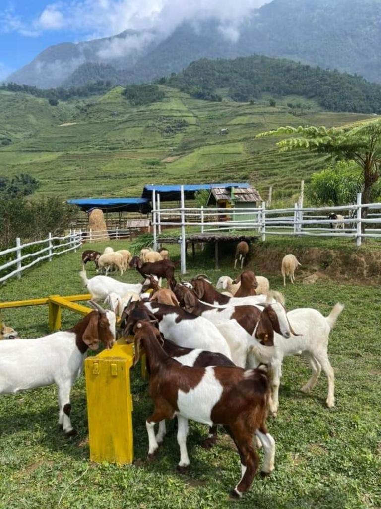 O Châu Homestay Lào Cai