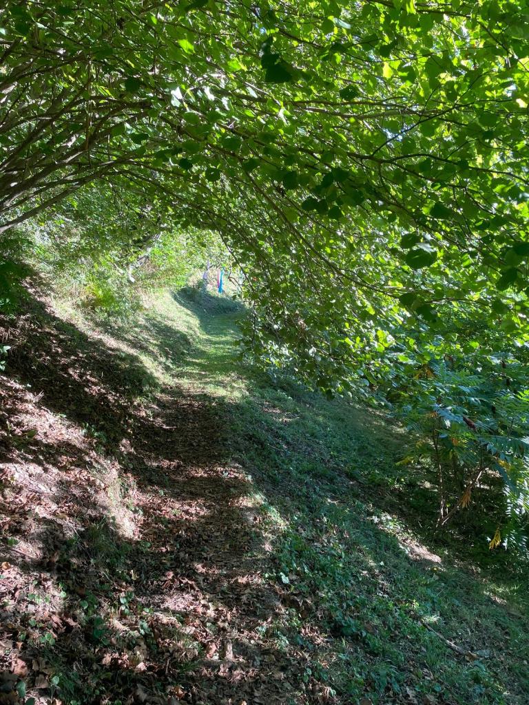 Les songes du chêne photo 2