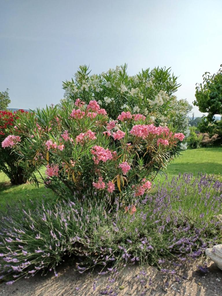 Gîte La Charité à proximité de Roussillon, Gordes photo 2