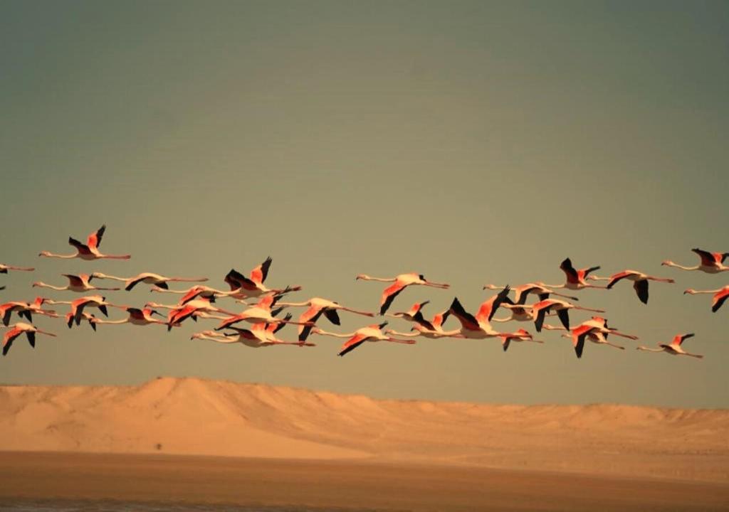PARAISO DAKHLA photo 2