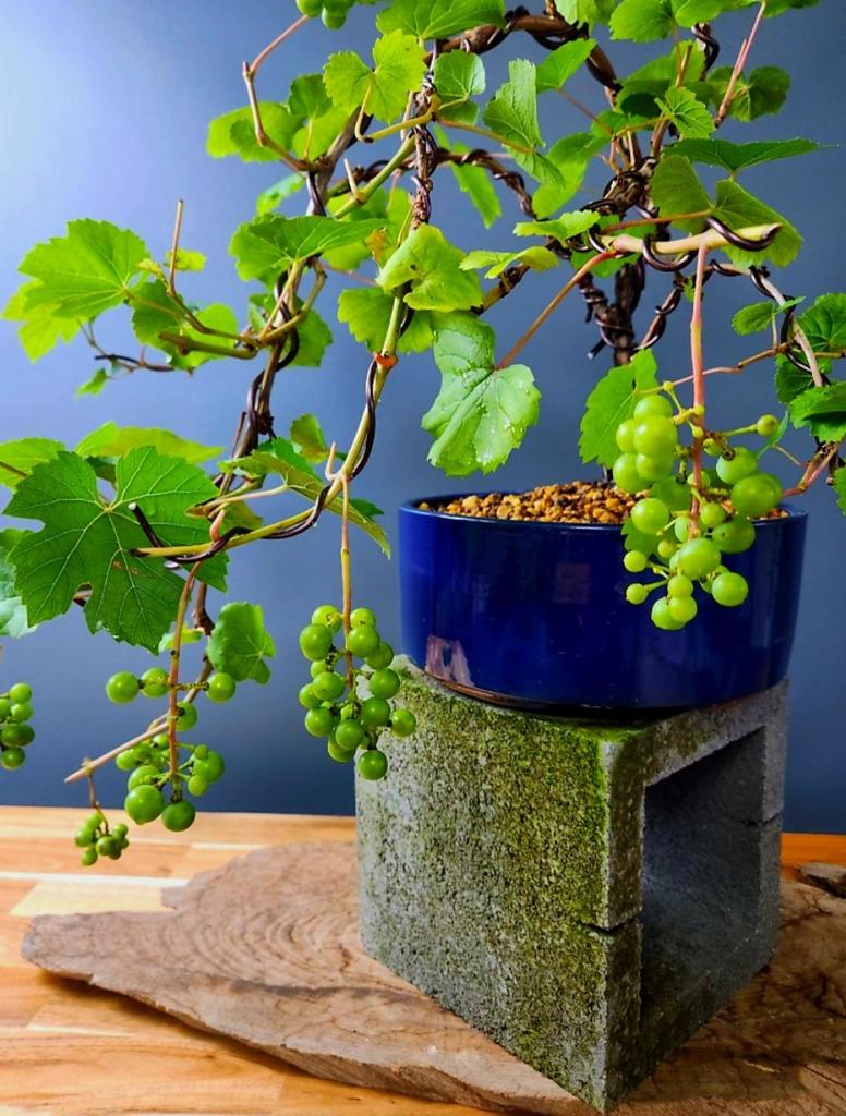 Grapevine Garden House in Gangneung photo 1