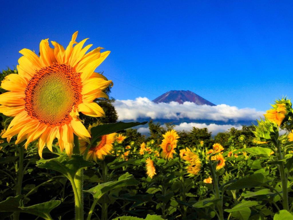 Minamitsuru-gun - Hotel / Vacation STAY 45545 photo 2