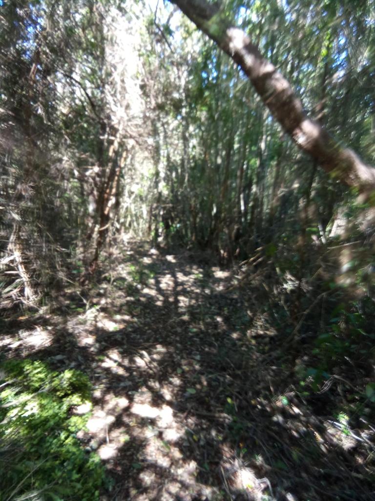 Refugio en Selva Valdiviana photo 4