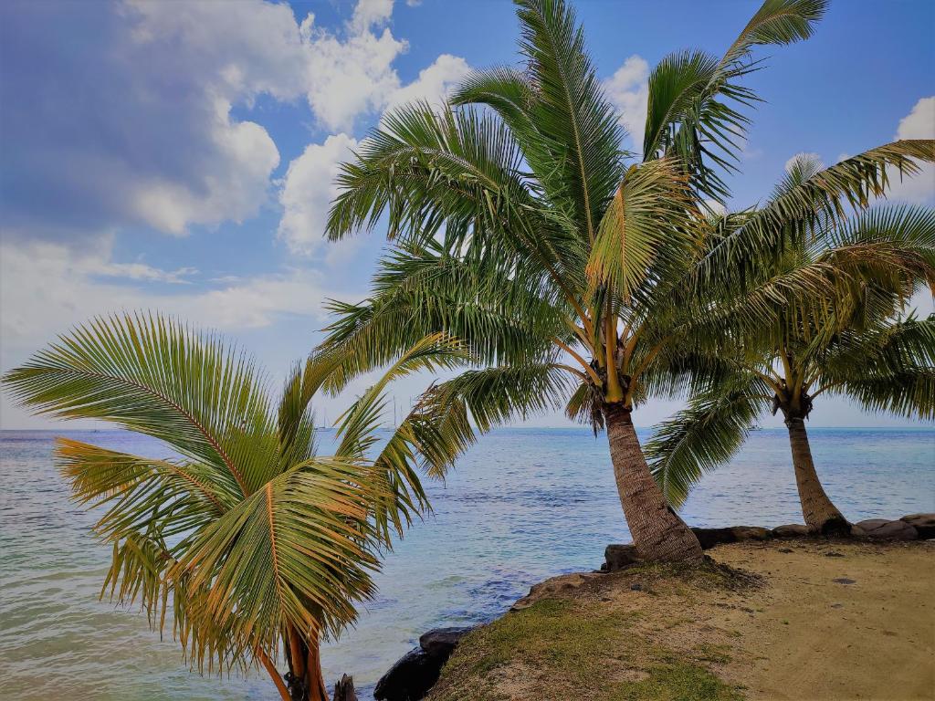 HUAHINE - Hibiscus House photo 3