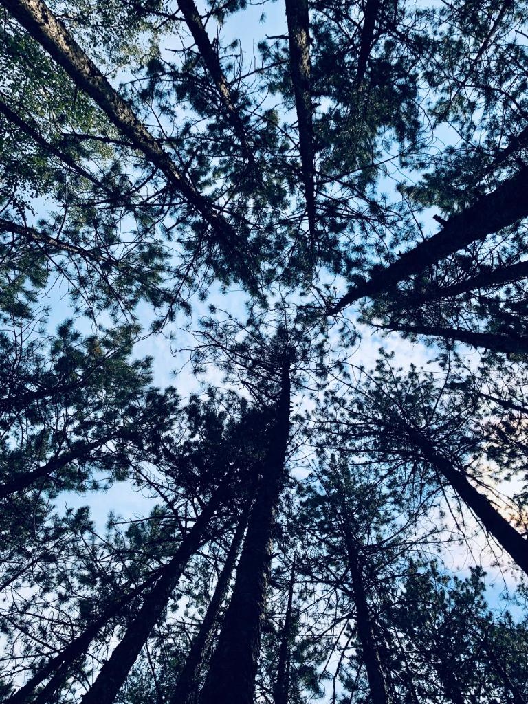 Tarski meda photo 4