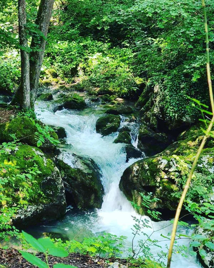 Tarski meda photo 3