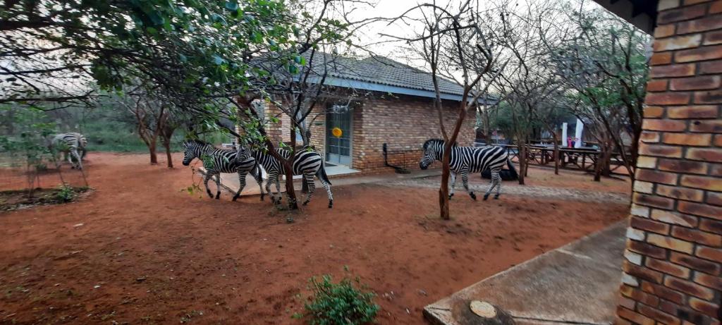 462 Bosbok Chalets photo 4