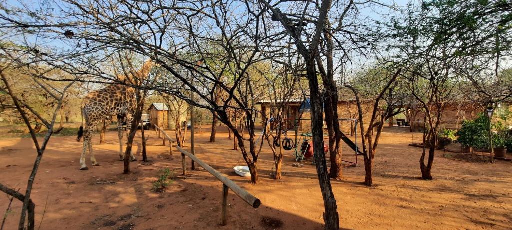 462 Bosbok Chalets photo 2