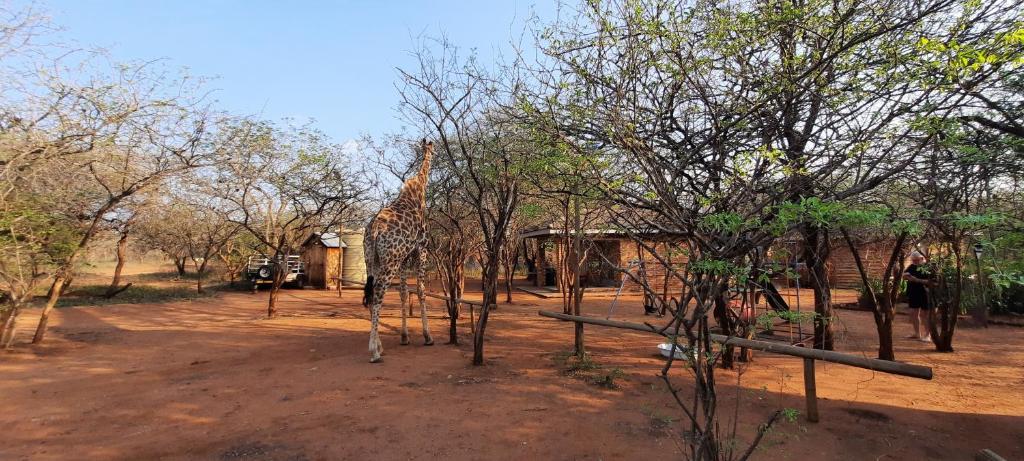 462 Bosbok Chalets photo 1