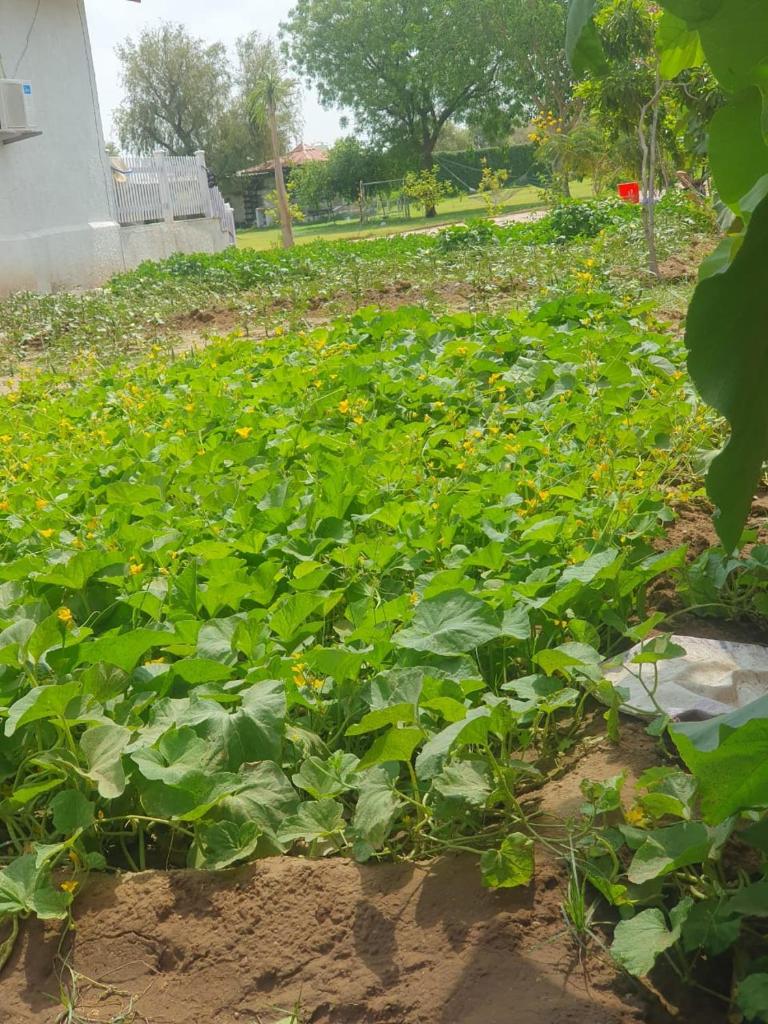 Holiday farm jodhpur photo 4
