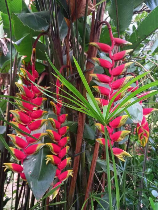 Jaboo Tiki Garden Inn photo 3